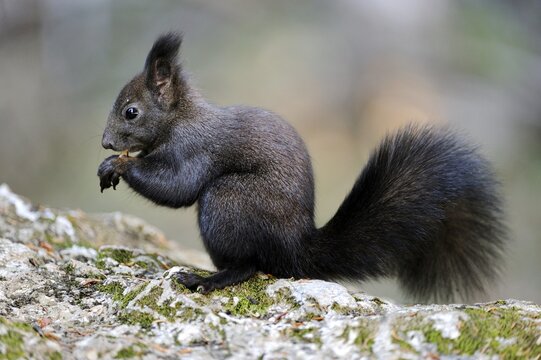 Squirrel (Sciurus vulgaris) eating a nut