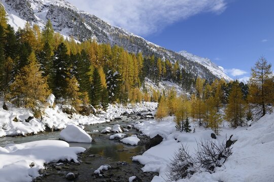 Autumnal coloured Larch (Larix) forest in the freshly snow-covered Val Roseg valley, Pontresina, Grisons, Engadine, Switzerland, Europe