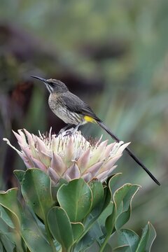 Cape Honeybird (Promerops cafer), adult, male, on flower, Protea, vigilant, Kirstenbosch Botanical Gardens, Cape Town, South Africa