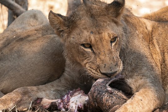 Lion pack with kill, lion (Panthera Leo) eats buffalo, savanna, Moremi Game Reserve, Botswana