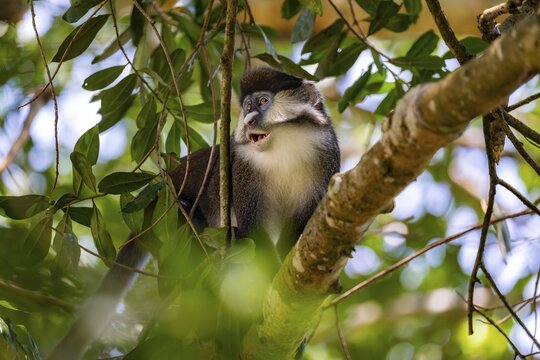 Red-tailed guenon or Congo white-nosed guenon (Cercopithecus ascanius schmidti), sitting on a tree, Bigodi, Western Region, Uganda