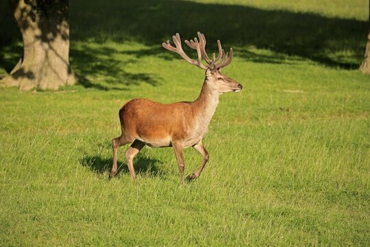 Red Deer (Cervus elaphus), adult male, stag, antlers in velvet, Surrey, England, United Kingdom