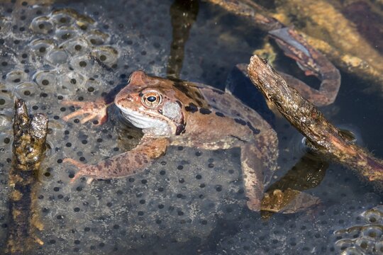 Common toad (Bufo bufo) sitting in the water on spawn, moor pond, Oberstdorf, Oberallg&auml;u, Allg&auml;u, Bavaria, Germany