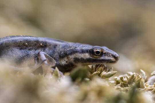 Pond newt (Lissotriton vulgaris), Emsland, Lower Saxony, Germany