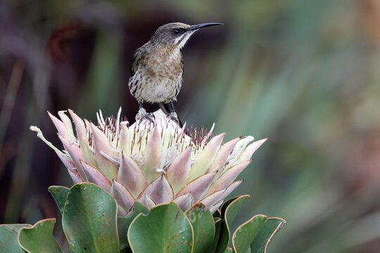 Cape Honeybird (Promerops cafer), adult, male, on flower, Protea, vigilant, Kirstenbosch Botanical Gardens, Cape Town, South Africa