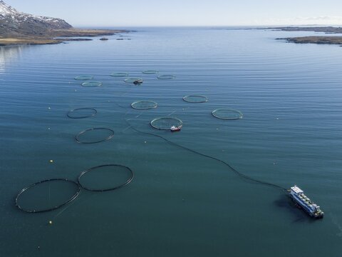 Aerial view, fish farming in large free-water nets in the sea, fjord, Iceland