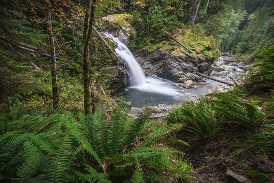 Small waterfall in a forest with dense vegetation, North Fork Falls, Okanogan-Wenatchee National Forest, Washington, USA