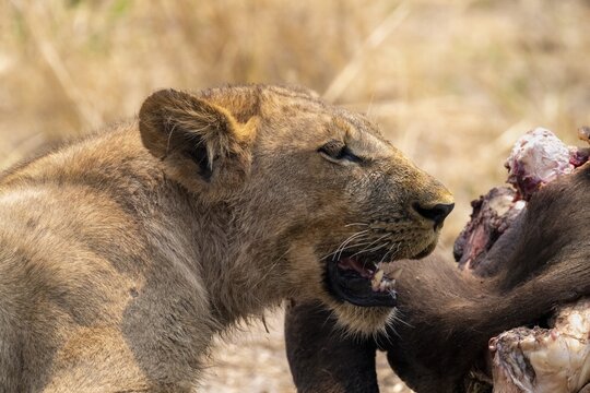 Lioness (Panthera leo) feeding on the carcass of a dead Cape buffalo, Moremi Game Reserve, Botswana