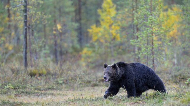 Brown Bear (Ursus arctos) in the autumnally coloured taiga or boreal forest, border area to Russia, Kuhmo, Karelia, Finland