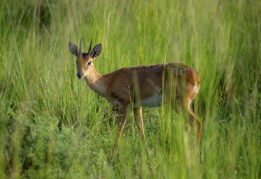 Palebuck, Sudan Oribi (Ourebia montana), in tall green grass, Murchison Falls National Park, Uganda