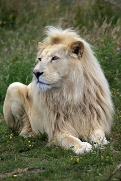 Lion (Panthera leo), adult male, white lion, colour mutation, native to Africa, captive, England, United Kingdom