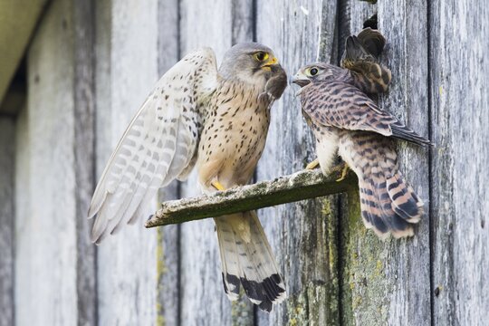 Common kestrels (Falco tinnunculus), handing over mouse to young, Emsland, Lower Saxony, Germany