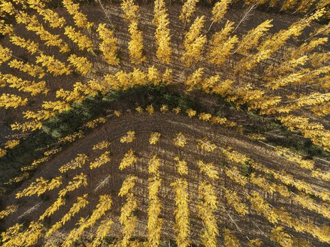 European Aspen (Populus tremula) in autumnal colours. Cultivated for timber. Aerial view. Drone shot. Granada province, Andalusia, Spain