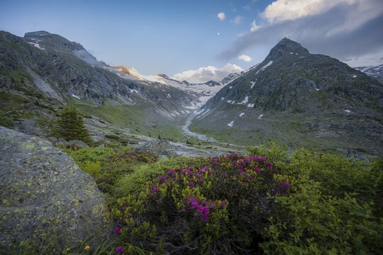 Evening mood, Alpine roses, mountains on the Berliner H&ouml;henweg, Steinmandl mountain peak, Hornkees glacier, Zillertal Alps, Zillertal, Tyrol, Austria