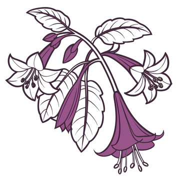 Iochroma Bloom Hand Drawn Line Art Clipart