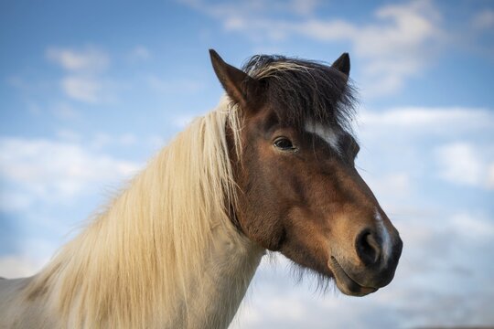 Icelandic horse (Equus islandicus) in evening light, portrait, L&yacute;tingssta&eth;ir, North Iceland, Iceland