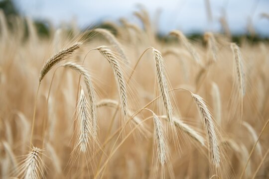 Ears of corn in a field, rye (Secale cereale L.) Petkuser short straw, traditional agricultural cultivation, Open-air museum Dom&auml;ne Dahlem, Berlin, Germany