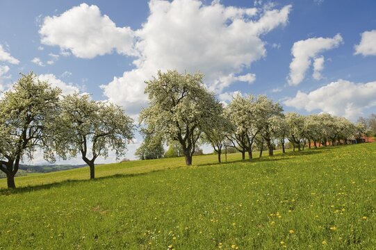 Avenue of pear trees in bloom, Geretschlag, Bucklige Welt, Lower Austria, Austria, Europe