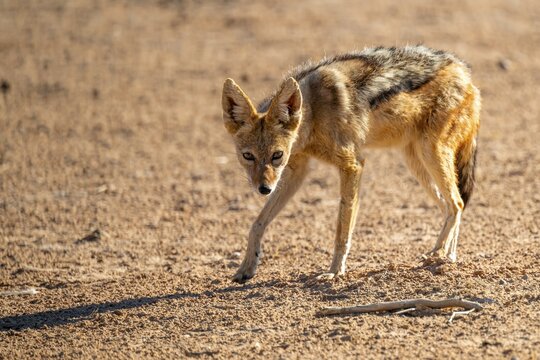 Black-backed jackal (Canis mesomelas), Kgalagadi Transfrontier National Park, Northern Cape, South Africa