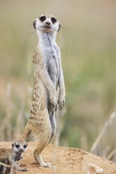 Suricate (Suricata suricatta) . Also called Meerkat. Female with young at their burrow. On the lookout. Kalahari Desert, Kgalagadi Transfrontier Park, South Africa