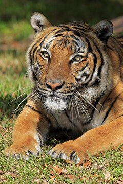 Bengal Tiger (Panthera tigris tigris), adult, captive, Miami, Florida, USA