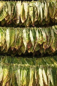 Cultivated tobacco (Nicotiana tabacum), tobacco leaves hung to dry, Pinar del R&iacute;o Province, Cuba