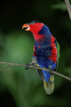 Black-capped Lory / (Lorius lory)