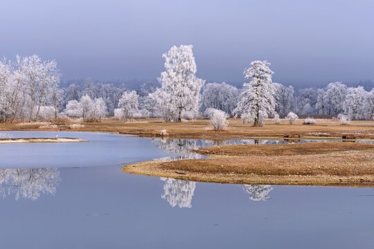Frozen pond and trees in hoarfrost, nature reserve, Schoren, M&uuml;hlau, Freiamt, Aargau Canton, Switzerland
