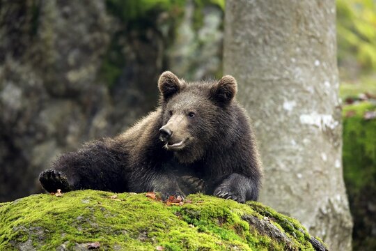 European brown bear (Ursus arctos arctos), young animal in autumn, resting, Bavarian Forest National Park, Germany