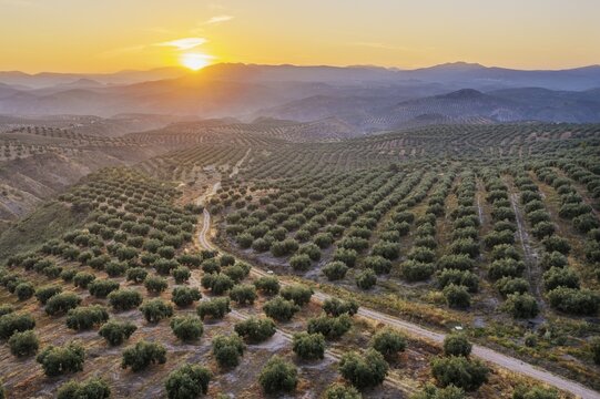 Cultivated olive trees (Olea europaea) at sunrise, aerial view, drone shot, C&oacute;rdoba province, Andalusia, Spain