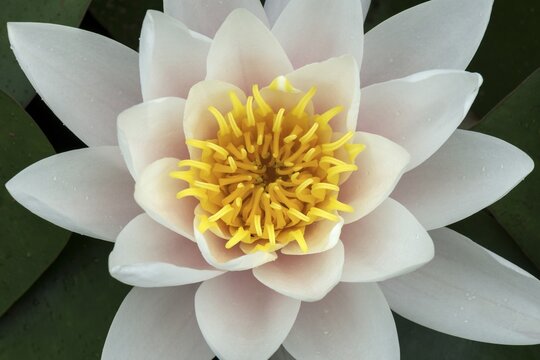 Water lily (Nymphaea hybrids Marliacea rosea), flowering
