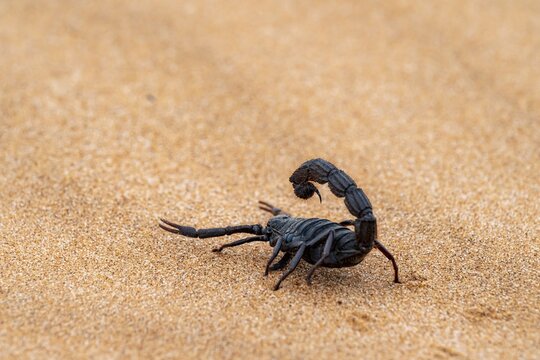 Black scorpion (Parabuthus villosus) running across sand, Namib Desert near Swakopmund, Namibia