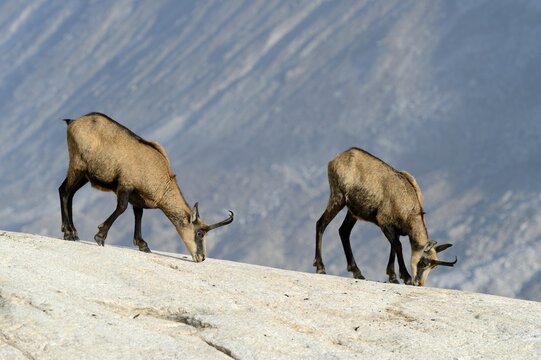 Chamois (Rupicapra rupicapra) licking off mineral salts, Valais, Switzerland, Europe