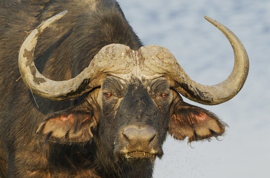 Cape Buffalo (Syncerus caffer caffer), close-up of a bull, Chobe National Park, Botswana