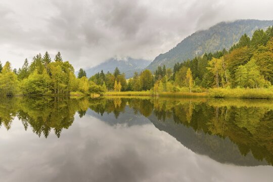 Marsh pond near Oberstdorf, Oberallg&auml;u, Allg&auml;u, Bavaria, Germany