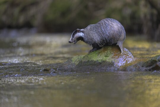 European badger (Meles meles), sitting on a stone in a stream in the last light, deciduous tree is reflected in the water, Swabian Alb biosphere reserve, Baden-W&uuml;rttemberg, Germany