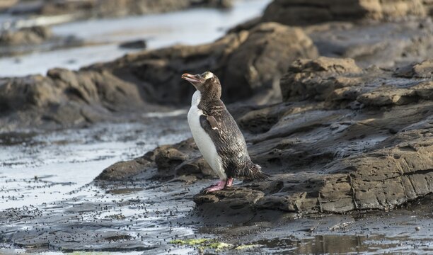 Yellow-eyed penguin, Hoiho (Megadyptes antipodes) on rock, Petrified Forest, Curio Bay, Southlands, South Island, New Zealand