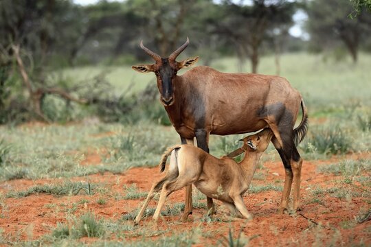 Tsessebe (Damaliscus lunatus), lyrebird, crescent moon antelope, adult, female, juvenile, suckling, Mokala National Park, Northern Cape, South Africa
