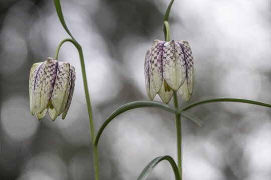Snake's Head Fritillary (Fritillaria meleagris), Emsland, Lower Saxony, Germany