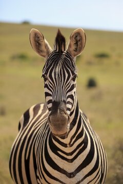 Cape mountain zebra (Equus zebra zebra), adult, animal portrait, Mountain Zebra National Park, Eastern Cape, South Africa