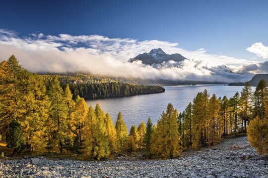 Autumn larch forest above Lake Sils, Piz da la Margna, Engadin, Grisons, Switzerland