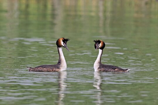 Great Crested Grebe (Podiceps Scalloped ribbonfish), pair mating, Lake Zug, Canton Zug, Switzerland
