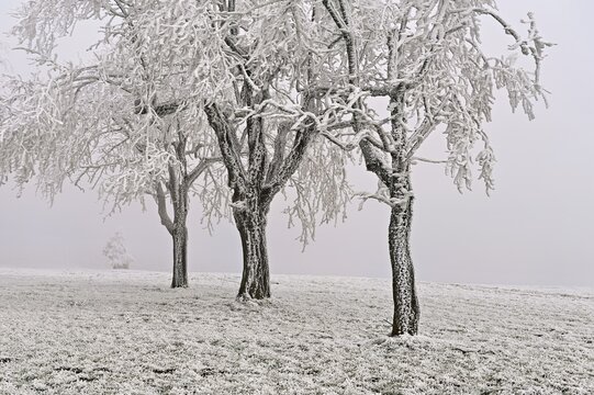 Row of trees with hoarfrost, Lindenberg, Freiamt, Canton of Aargau, Switzerland