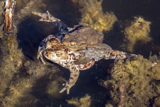 Common toad (Bufo bufo) in water, mating, male and female, moor pond, Oberstdorf, Oberallg&auml;u, Allg&auml;u, Bavaria, Germany