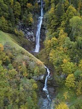 Autumn-coloured sycamore maple (Acer pseudo plantanus), at the Diesbach waterfall, Canton Glarus, Switzerland