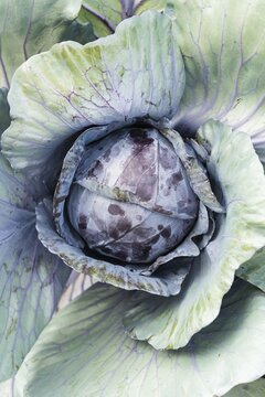 Red Cabbage (Brassica oleracea convar. Capitata var rubra L.), from above