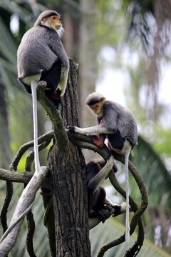 Red-shanked douc (Pygathrix nemaeus), adult, group, on tree, occurrence in Southeast Asia