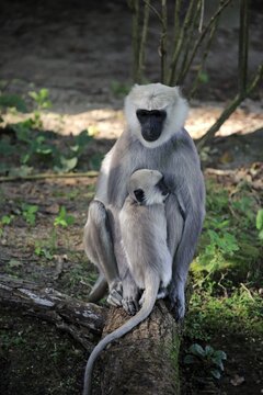 Northern plains gray langur (Semnopithecus entellus), dam with cub, social behaviour, captive