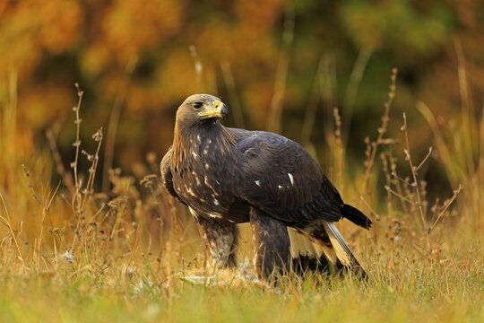 Golden eagle (Aquila chrysaetos), adult, with prey, Slovakia