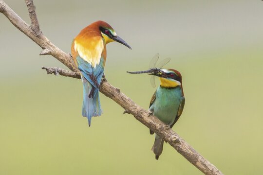 European bee-eater (Merops apiaster) feeding in courtship, Lake Neusiedl, Austria